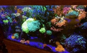 Anthony’s Reef