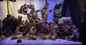 Wills Nano Reef