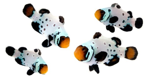 11444.jpg Absolute Zero - Clownfish Pair - Image 1