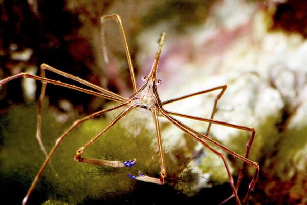 2095877927_367a63bd5d_z__58564.1337285419.jpg Arrow Crab - Image 1