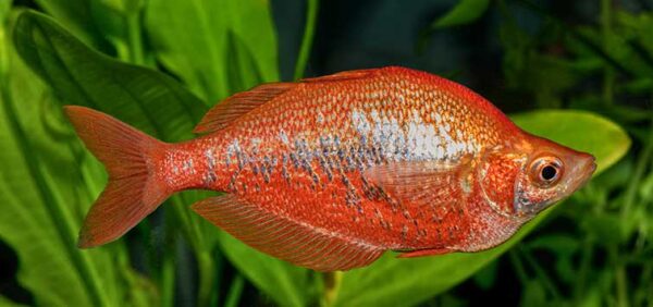 223_glossolepis_incisus.jpg Red Irian Rainbowfish - Image 1