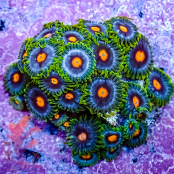 316001 - Blow Pops Blow Pop Zoanthids - Image 1