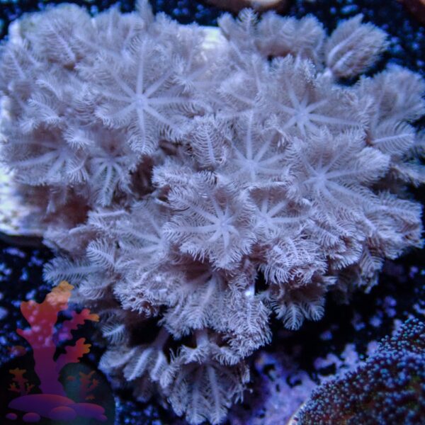 OLYMPUS DIGITAL CAMERA Pulsing Xenia - Image 1