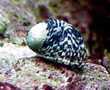 41nerite.jpg Nerite Snail - Image 1