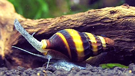 71DV7B2XkBL-_AC_SX466_.jpg Assassin Snail - Image 1