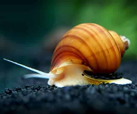 81avag79mgl._ac_sx466_-1-1-1-1-1-1-1-1-1-1-1.jpg Mystery Snail: Albino - Image 1