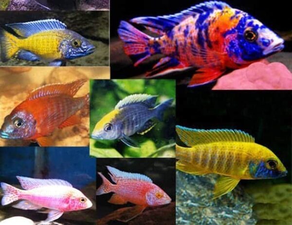 African-Peacock-Cichlids-1.jpg Fancy African Peacock Cichlids- Various Colors - Image 1