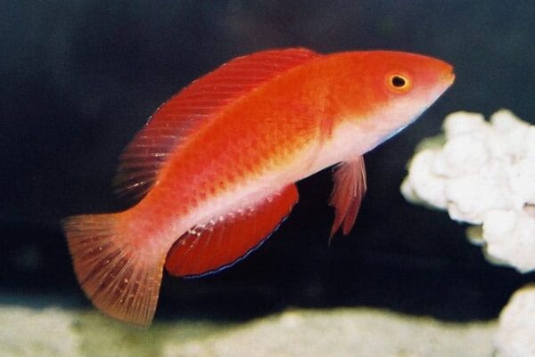 Cirub_m6.jpg Redfin Fairy Wrasse - Image 1