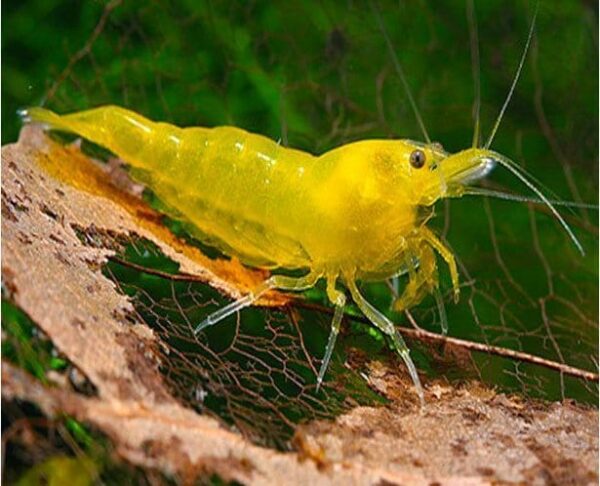 Freshwater-Yellow-Fire-Shrimp-Neocaridina-heteropoda-var-yellow.jpg Yellow Fire Shrimp - Image 1