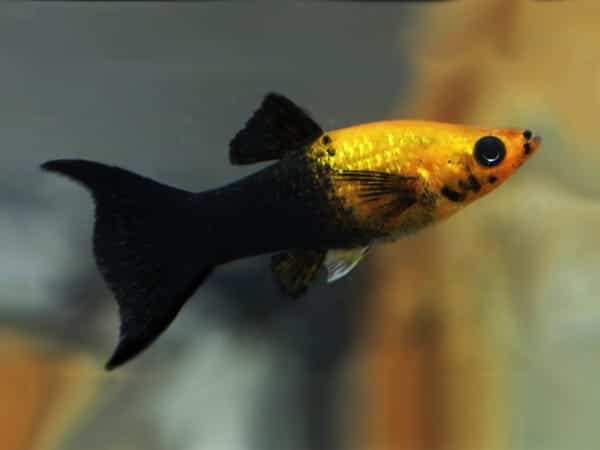 Ginga-Grey-158.jpg Golden Panda Lyretail Molly - Image 1