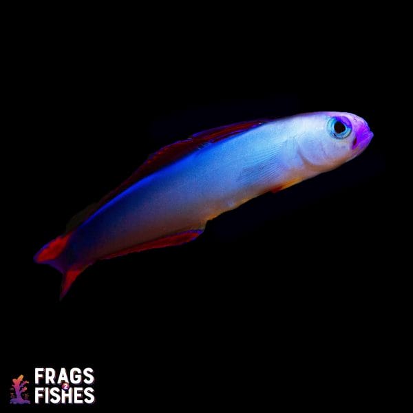 Untitled-1.jpg Purple Firefish Goby - Image 1