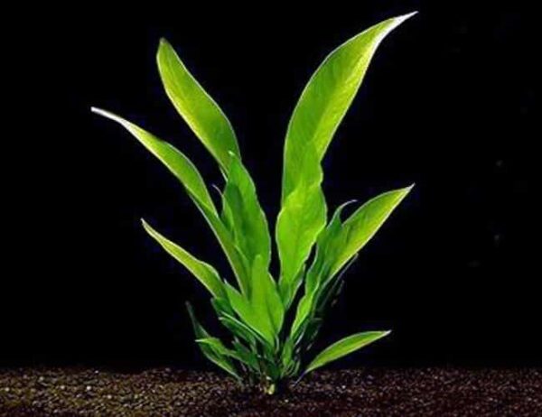 anubias-frazeri-aquarium-plant-1-1-1-1-1-1-1-1-1.jpg Anubias Frazeri Potted Plant - Image 1