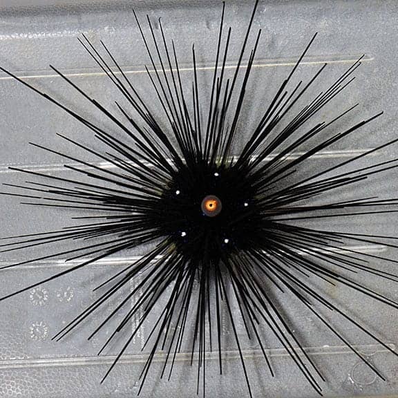 black-longspine-urchin.jpg Black Longspine Urchin - Image 1
