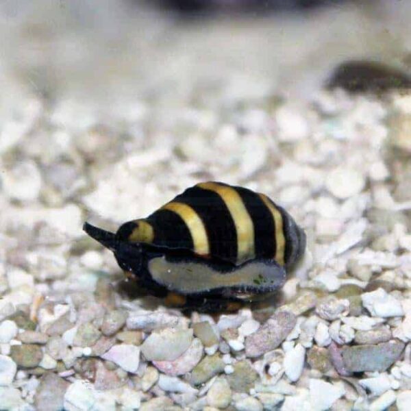 bumble_bee.jpg Bumble Bee Snail - Image 1