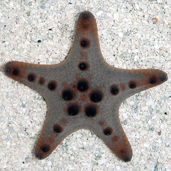 chocolate-chip-sea-star-1.jpg Chocolate Chip Sea Star - Image 1