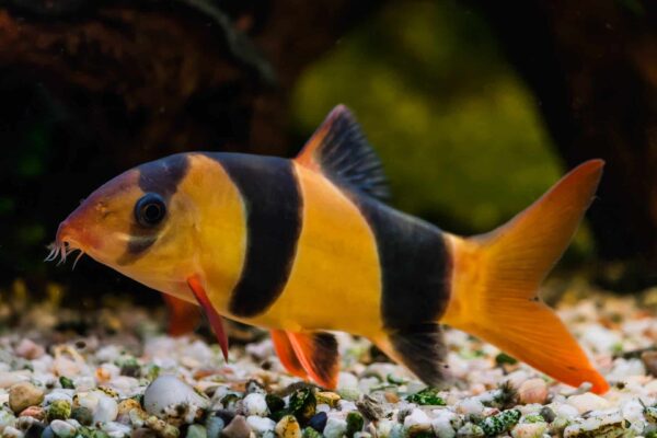 clown-1-1-1-1-1-1-1-1-1.jpg Clown Loach - Image 1