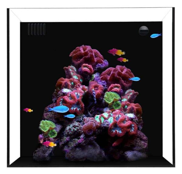 cube-10-starphire-ultra-clear-10-gallon-aquarium-waterbox-aquariums-99.jpg Cube 10 Starphire Ultra Clear 10 Gallon Aquarium - Waterbox Aquariums - Image 1