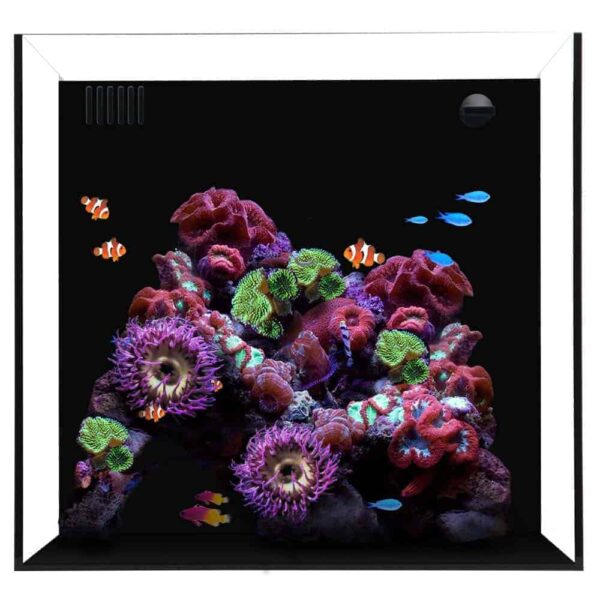cube-20-starphire-ultra-clear-20-gallon-aquarium-waterbox-aquariums-99.jpg Cube 20 Starphire Ultra Clear 20 Gallon Aquarium - Waterbox Aquariums - Image 1