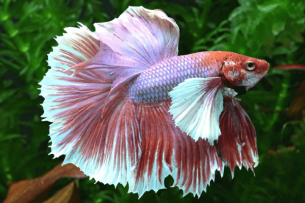 dumbo-ear-betta-fish-1-1-1-1-1-1-1-1.png Betta: Male Delta Super Dumbo Ears (Various Colors) - Image 1