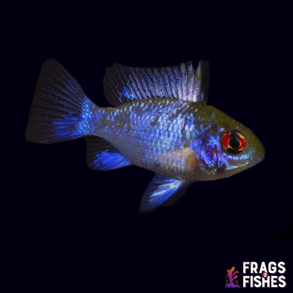 electricblueram.jpg Electric Blue Ram Cichlid - Image 1