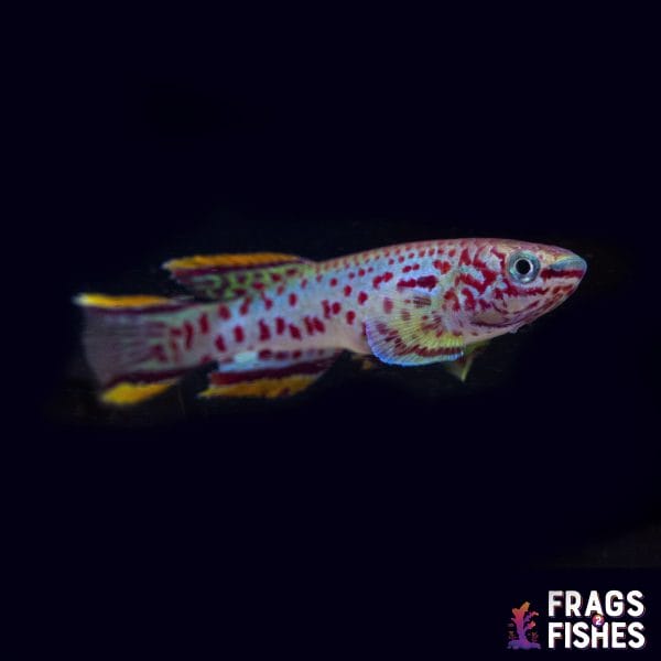 gardnerikilli.jpg Gardneri Killifish - Image 1