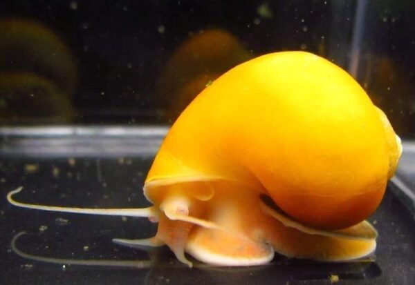 gold-inca-1-1-1-1-1-1-1-1-1-1-1-1.jpg Mystery Snail: Gold-Inca - Image 1