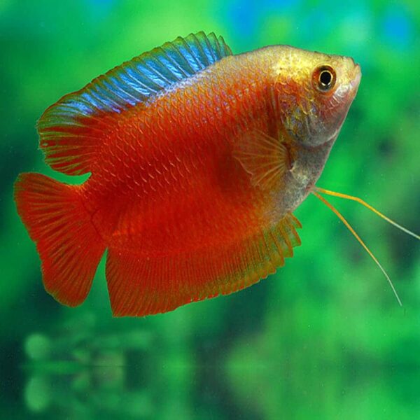 Dwarf Flame Gouramis - Image 1