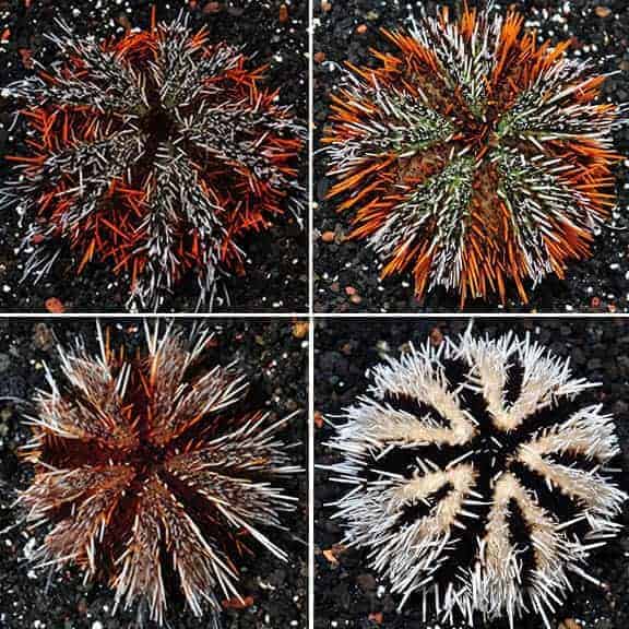 hairy-pincushion-urchin.jpg Hairy Pincushion Urchin - Image 1