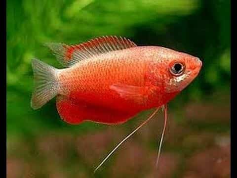 honey-sunset-1-1-1-1-1-1-1-1-1.jpg Dwarf Honey Sunset Gouramis - Image 1