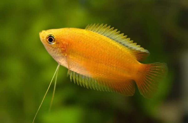 honeygourami-1-1-1-1-1-1-1-1-1-1.jpg Dwarf Honey Yellow Gouramis - Image 1