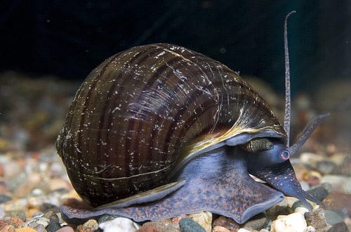 image_93c2c647-ce7a-4cc1-abc1-055fa1152e17_grande-1-1-1-1-1-1-1-1-1-1-1.jpg Mystery Snail: Black - Image 1