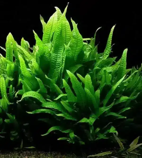 Java Fern (Rooted) - Image 1