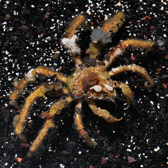 lg-0620171-057.jpg Spider Decorator Crab - Image 1