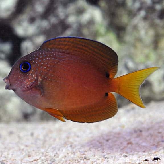 lg37089twospotbristletoothtang-3.jpg Blue Eyed Tang - Image 1