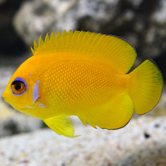 lg66427LemonpeelAngelfish.jpg Lemonpeel Angelfish - Image 1