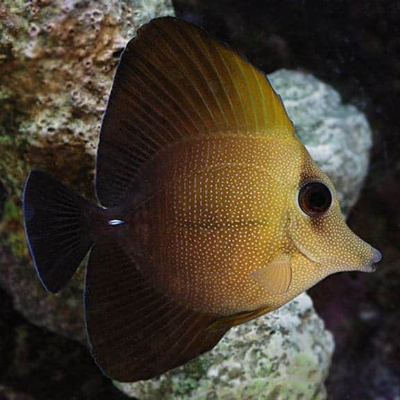 lg73785scopastang.jpg Scopas Tang - Image 1