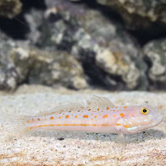lg77391diamondwatchmangoby-2.jpg Diamond Goby - Image 1