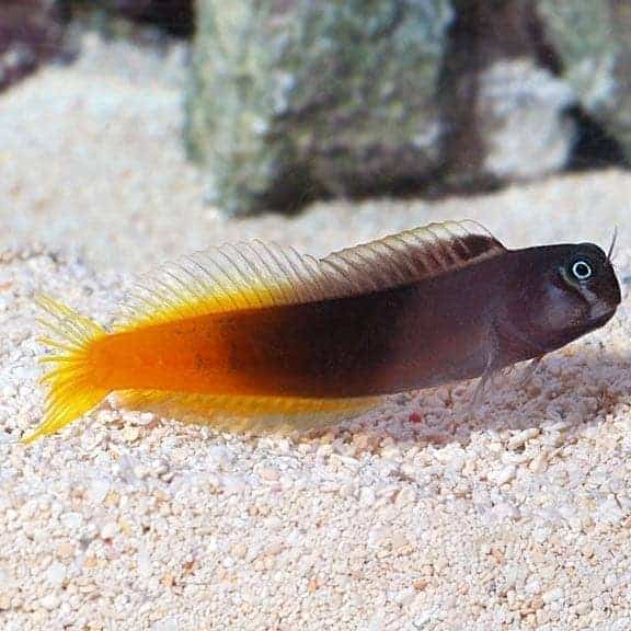lg80467bicolorblenny.jpg Bicolor Blenny - Image 1
