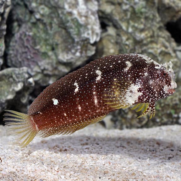 lg80588starryblenny.jpg Starry Blenny - Image 1