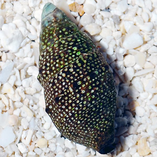 lg91080cerithsnail_600x600-1-1.jpg Pacific Cerith Snail - Image 1
