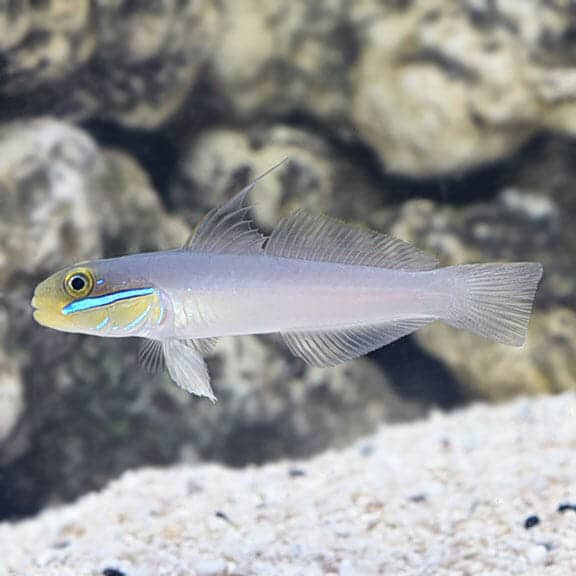 lg_71224_Sleeper_Gold_Head_Goby.jpg Golden Headed Sleeper Goby - Image 1