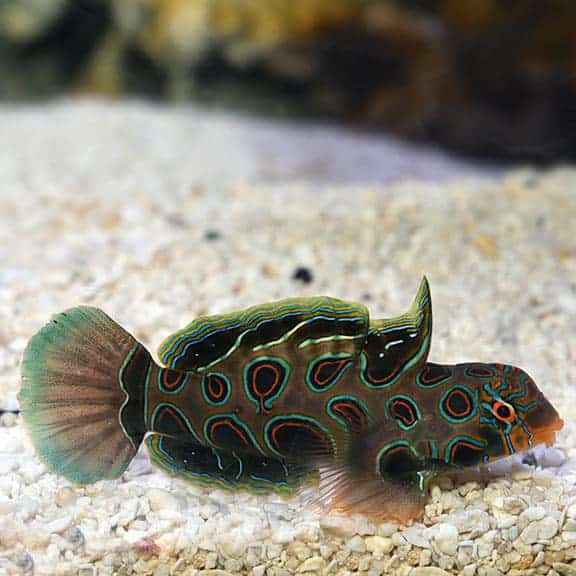 lg_71341_spotted_mandarin-3.jpg Spotted Mandarin Dragonet - Image 1