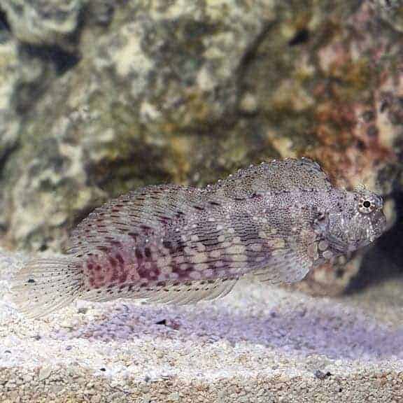 lg_71848_sailfin_algae_blenny.jpg Lawnmower Blenny - Image 1