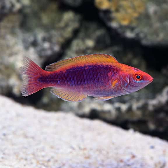 lg_75670_Multicolor_Lubbocks_Fairy_Wrasse.jpg Multicolor Lubbock's Fairy Wrasse - Image 1