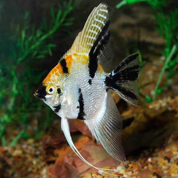 lg_89611_Koi_Angle.jpg Koi Angelfish - Image 1