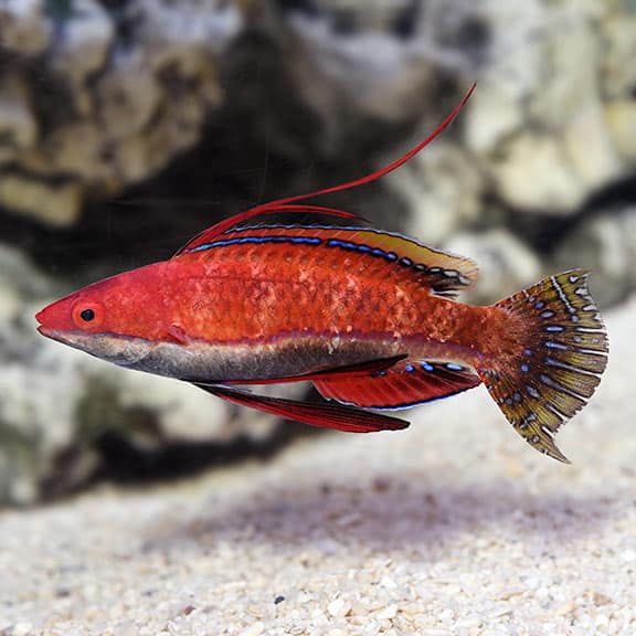 lg_90080_ruby_longfin_fairy_wrasse-1.jpg Ruby Longfin Fairy Wrasse - Image 1
