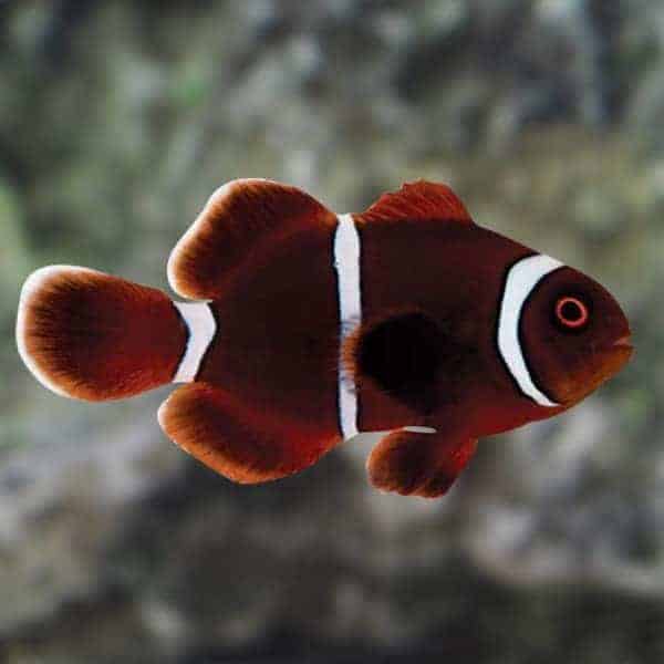 lg_91927goldstripemaroon_juvenile.jpg Gold Stripe Maroon Clownfish, Captive-Bred ORA® - Image 1