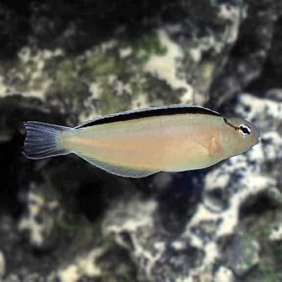 lg_91977_smiths_blenny.jpg Smith's Blenny, Captive-Bred ORA® - Image 1
