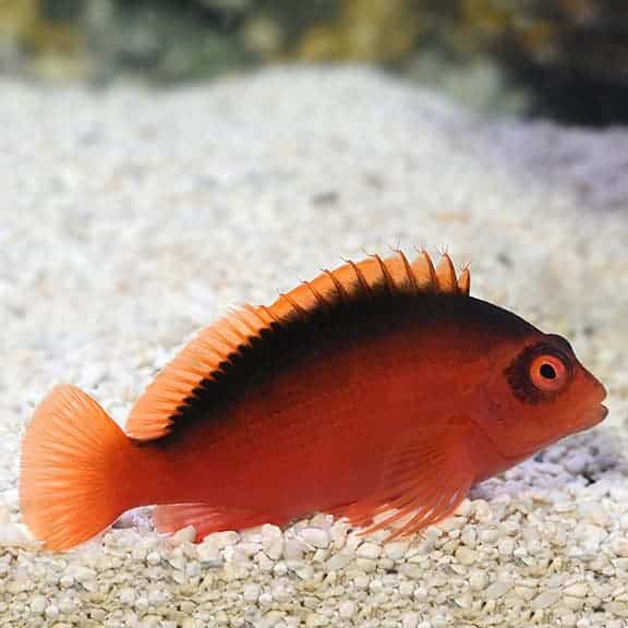 lg_95558_flamehawkfish.jpg Flame Hawkfish - Image 1