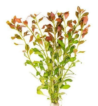 ludwigia-repens-30565243093192_800x533-e1644645641894-1-1-1-1-1-1-1-1-1-1-1-1.jpg Ludwigia Broad Bunch - Image 1